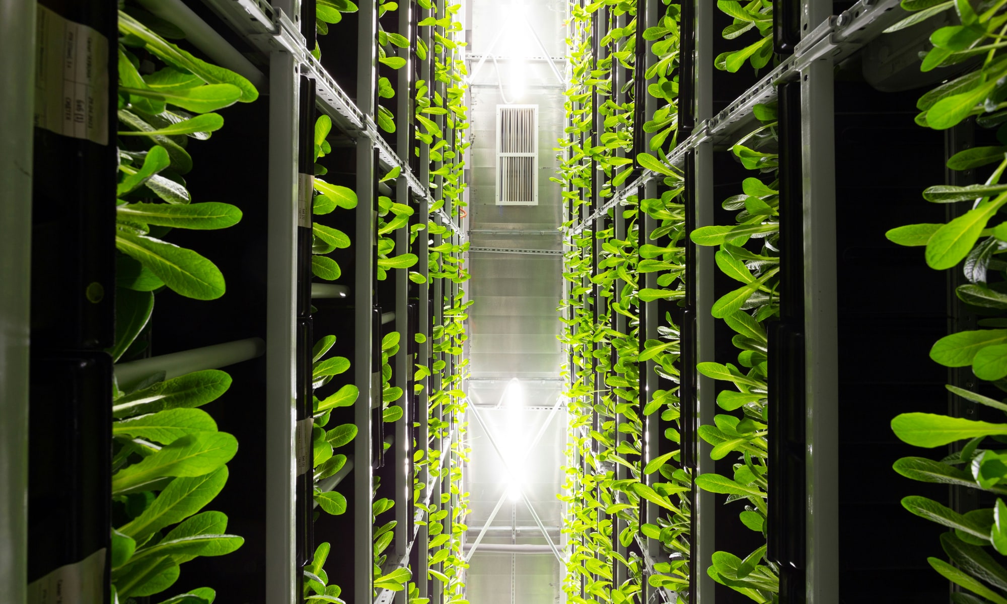 vertical-farm-looking-up